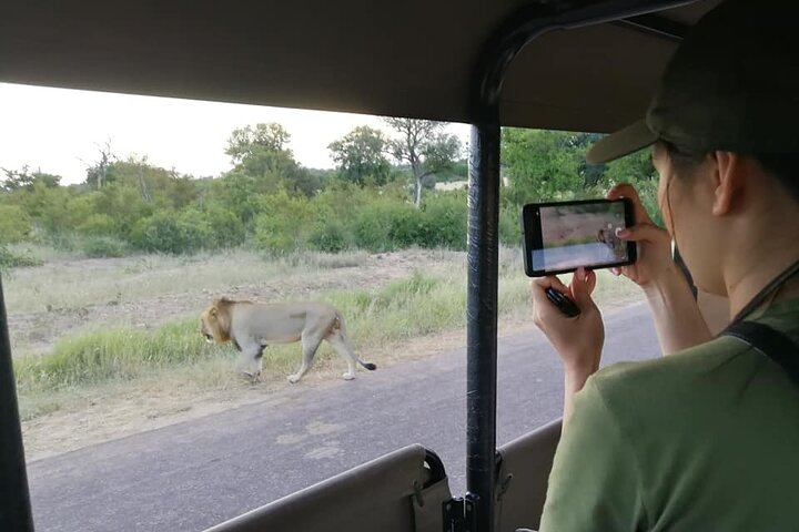 Male Lion on a private game drive up close